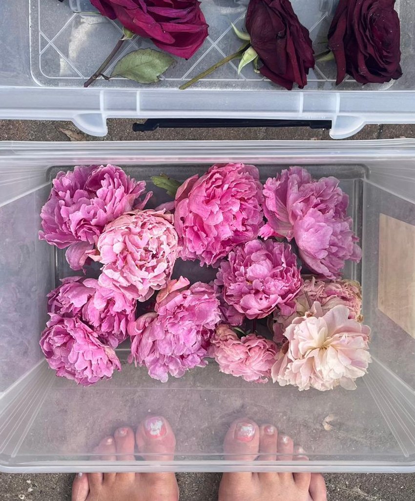 Pink peonies and dark red roses in clear crates